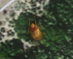 Copestylum sexmaculatum