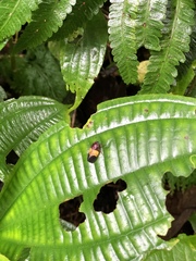 Sphenorhina brevispina