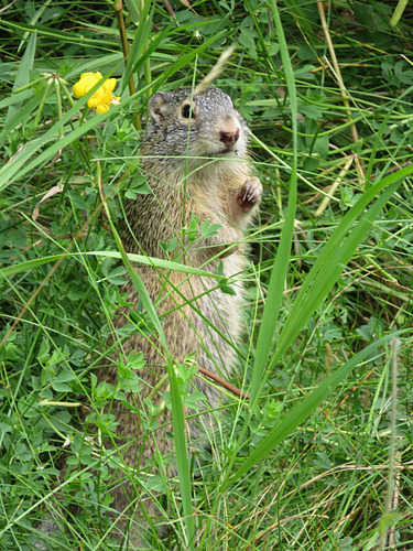Franklin's Ground Squirrel, Split Rock Lighthouse State Park, Minnesota, photo 4 of 10