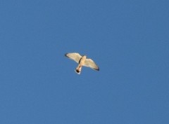 Falco sparverius sparverius