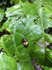 Sphenorhina brevispina