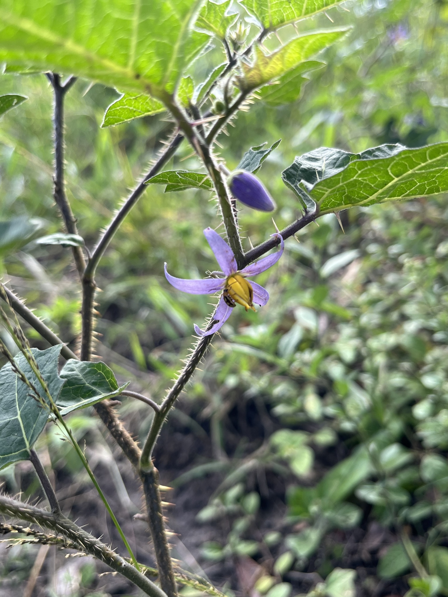 Solanum palinacanthum
