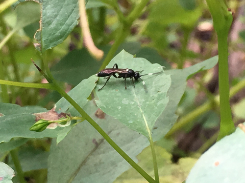 Vulgichneumon brevicinctor photo 5