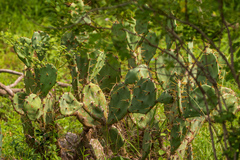 Opuntia stricta