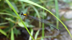 Prodasineura croconota
