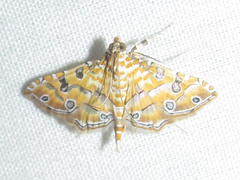 Ommatospila narcaeusalis