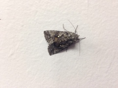 Syngrapha rectangula