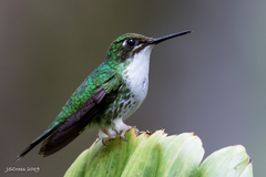 Booted Racket-Tail photo 5