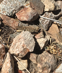 Circotettix splendidus