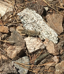 Circotettix splendidus