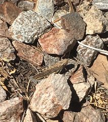 Circotettix splendidus