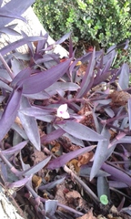 Tradescantia pallida