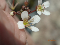 Cardamine dactyloides