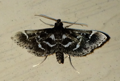 Diasemiodes janassialis Walker, 1859