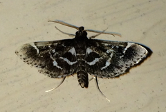 Diasemiodes janassialis