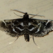 Pied Shawl Moth - Photo (c) John Boback, some rights reserved (CC BY-NC), uploaded by John Boback