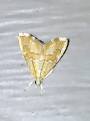 Glaphyria sesquistrialis