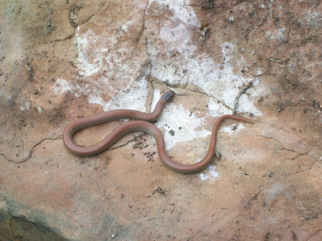 Ground Snake
