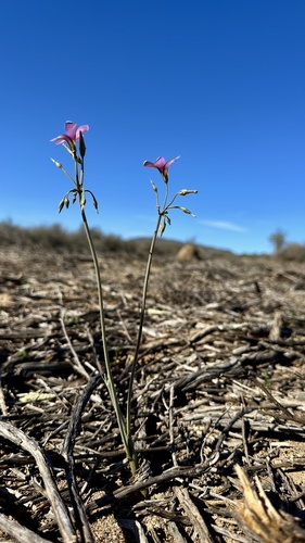 Sideleaf Sorrel (Oxalis lateriflora)