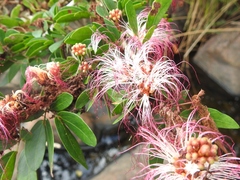 Calliandra tergemina