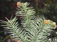 Cunninghamia lanceolata
