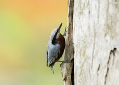 Indian Nuthatch photo 1