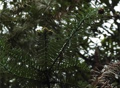 Cunninghamia lanceolata