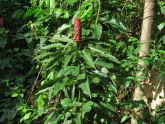 Costus lima