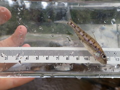 Percopsis omiscomaycus