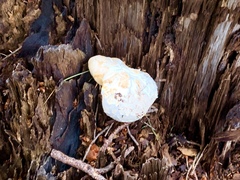 Neolentinus ponderosus