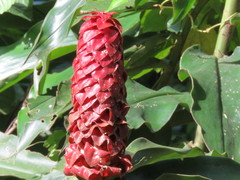 Costus lima