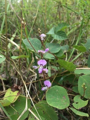 Desmodium rotundifolium