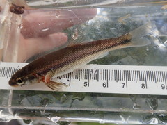 Couesius plumbeus