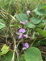 Desmodium rotundifolium