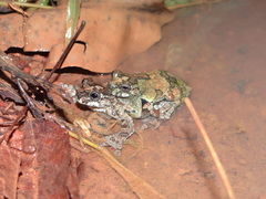 Dendropsophus marmoratus