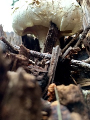 Neolentinus ponderosus