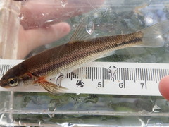 Couesius plumbeus