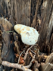 Neolentinus ponderosus