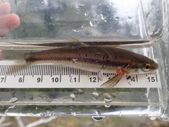Couesius plumbeus