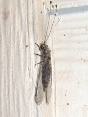 Ululodes quadripunctatus