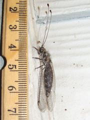 Ululodes quadripunctatus