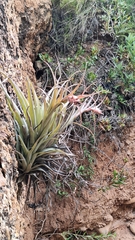 Tillandsia sphaerocephala, photograph (c) Abby Hurtado, some rights reserved (CC BY)