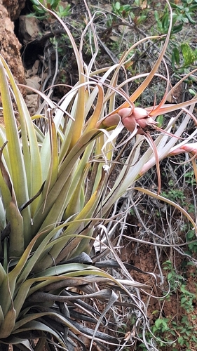 Tillandsia sphaerocephala, photograph 6