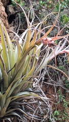 Tillandsia sphaerocephala, photograph (c) Abby Hurtado, some rights reserved (CC BY)