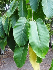 Ficus nymphaeifolia