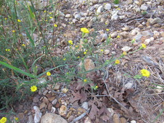 Croptilon rigidifolium
