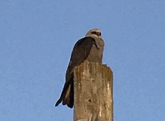 Ictinia mississippiensis