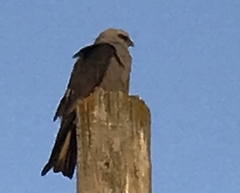 Ictinia mississippiensis