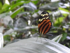 Melinaea lilis imitata