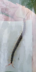 Scolopendra mutilans